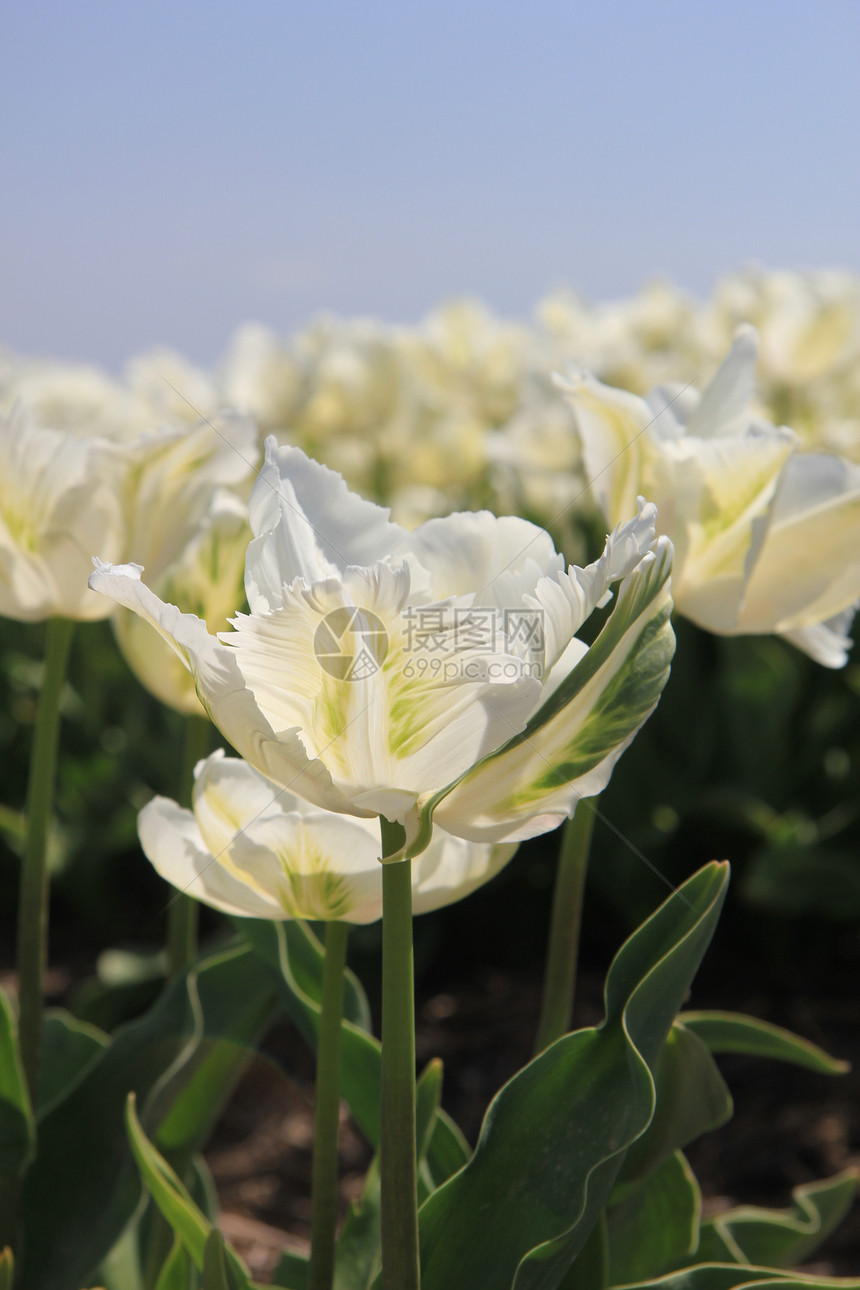 白结婚花花阳光绿色生长郁金香灯泡季节性植物群概念场地花束图片
