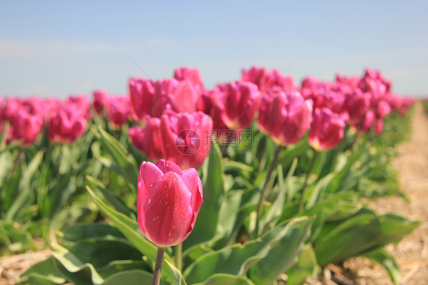阳光下的紫色粉红色郁金香植物群生长季节性概念绿色蓝色灯泡场地花束天空图片