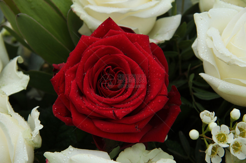 红玫瑰在新娘安排中图片