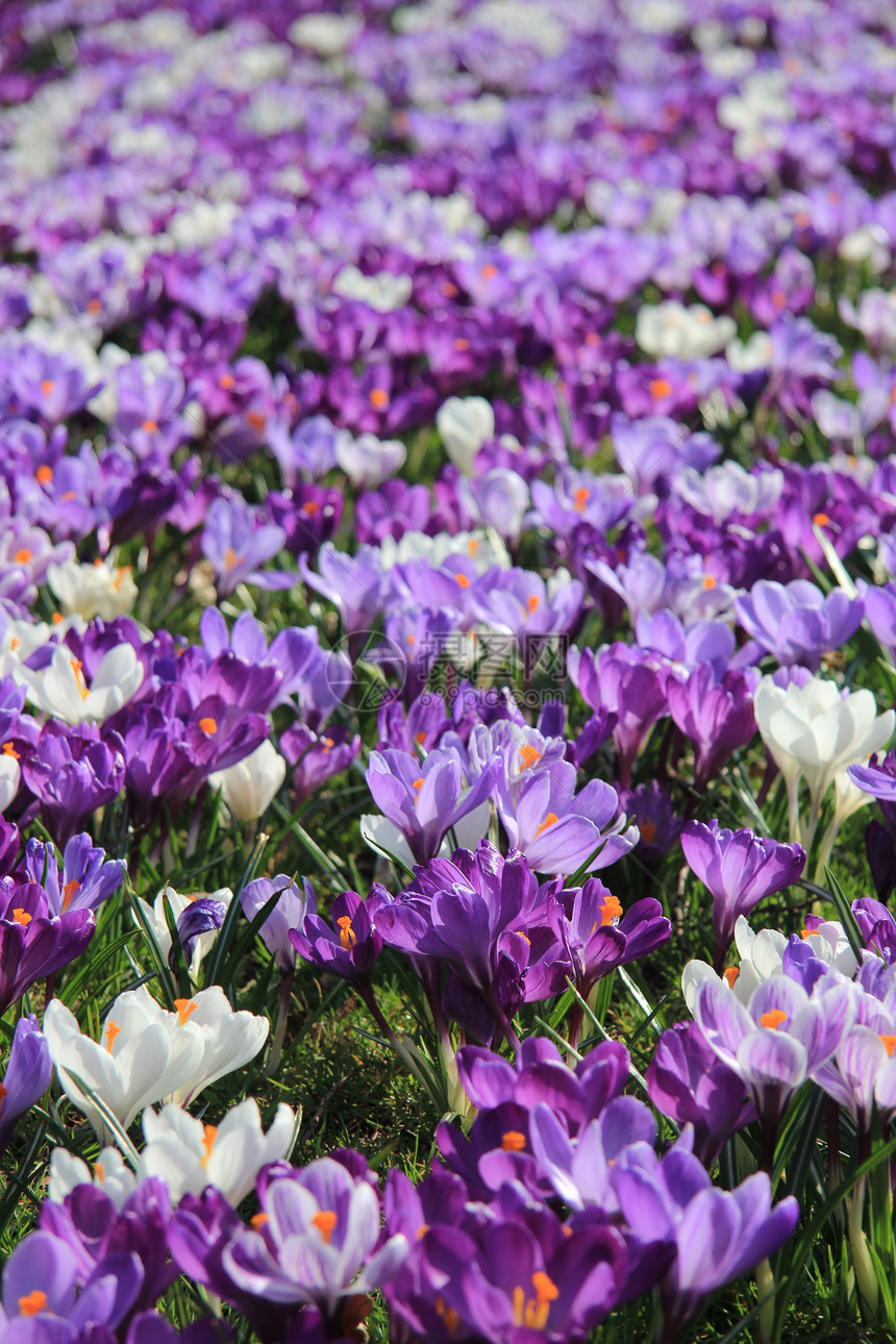 田野中的紫和白花园草地季节灯泡植物学花朵藏红花场地白色太阳图片