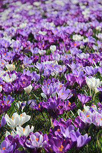 田野中的紫和白花园草地季节灯泡植物学花朵藏红花场地白色太阳背景图片