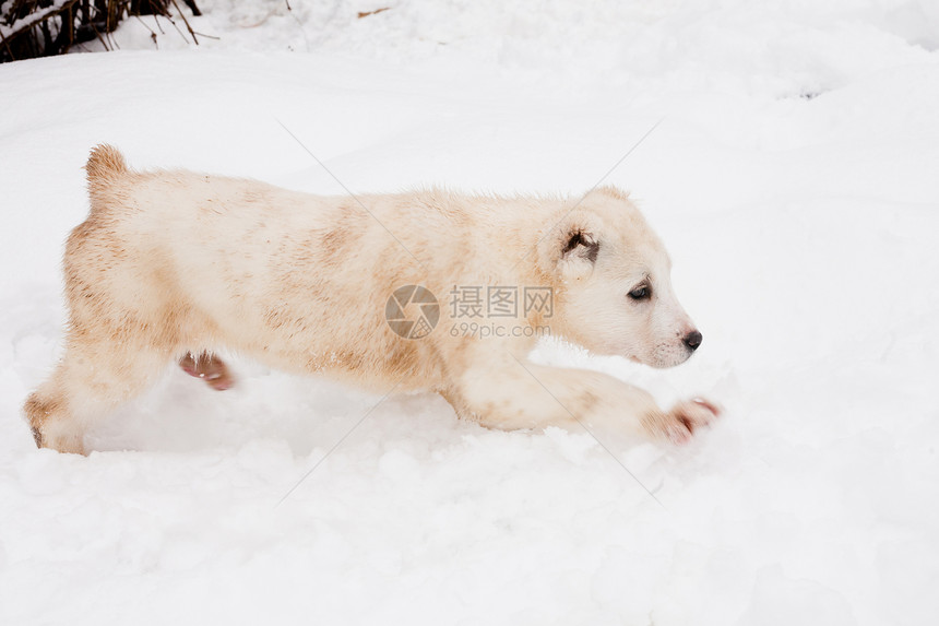 步行小狗白色牧羊人软质体黑色食肉水平宠物动物图片