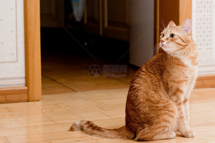 猫悲哀宠物地面木头白色悲伤毛皮棕色姿势动物图片