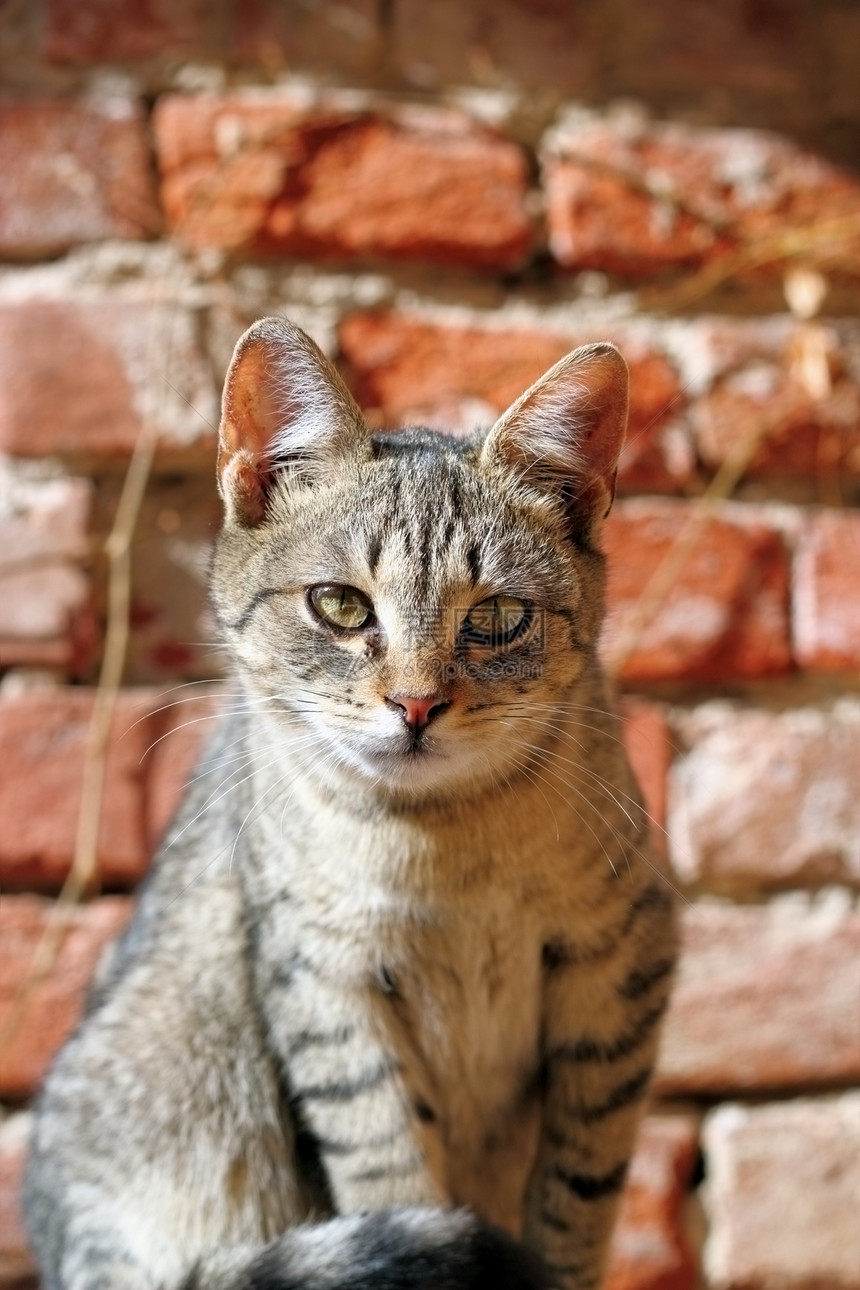 好奇小猫砖块生物毛皮胡须哺乳动物动物猫咪血统宠物虎斑图片