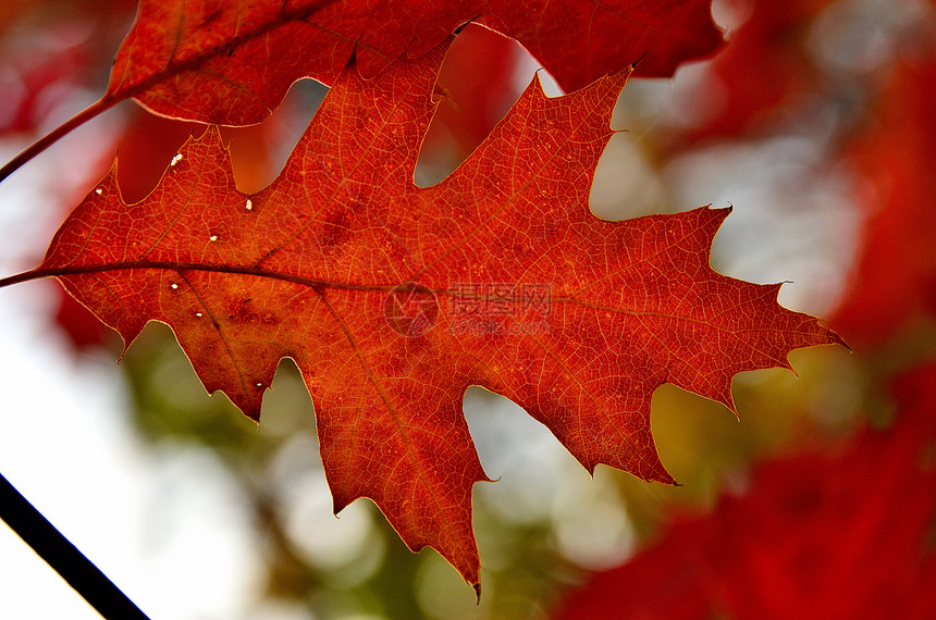 秋秋的颜色收藏橙子森林树叶季节曲线绿色青铜黄色树木线条图片