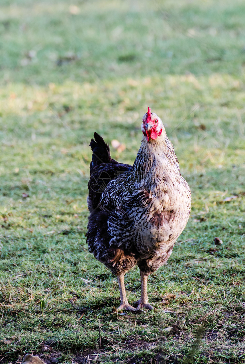 母鸡鸡腿羽毛动物女性眼睛棕色农场国家鸟类家禽图片