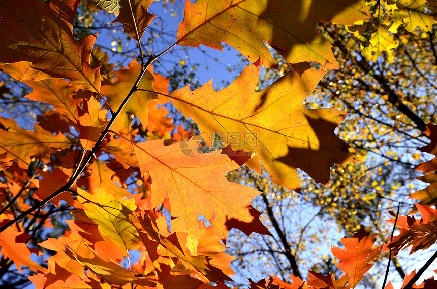 秋秋的颜色收藏调色板天空树枝阴影灌木戏剧树木黄色分支机构棕褐色图片