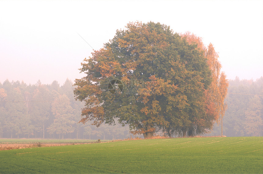 秋秋的颜色收藏调色板黄色天空树木松树光谱灌木阴影绿色戏剧图片