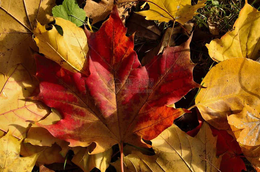秋秋的颜色收藏黄色绿色树叶红色树枝森林青铜季节线条树木图片