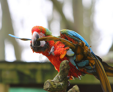 斯嘉丽马考动物红色羽毛鹦鹉黄色野生动物蓝色背景图片