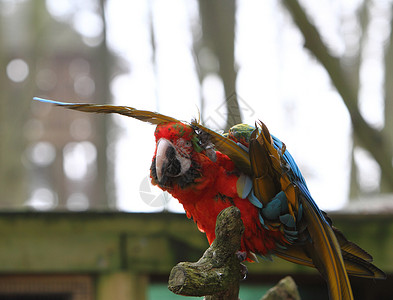 斯嘉丽马考蓝色羽毛红色动物野生动物鹦鹉黄色背景图片
