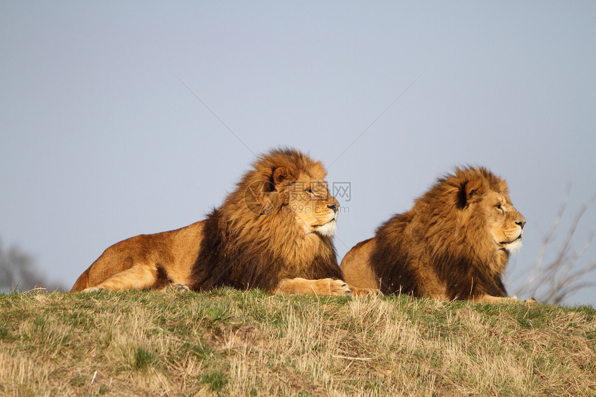 雄狮子野生动物男性毛皮捕食者鬃毛动物哺乳动物豹属食肉图片
