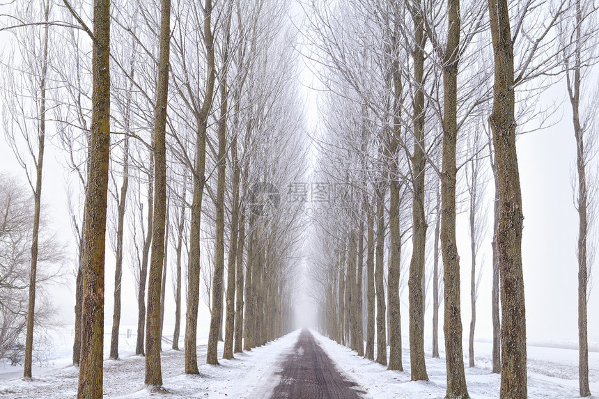 冬季树木之间横行之间的公路图片