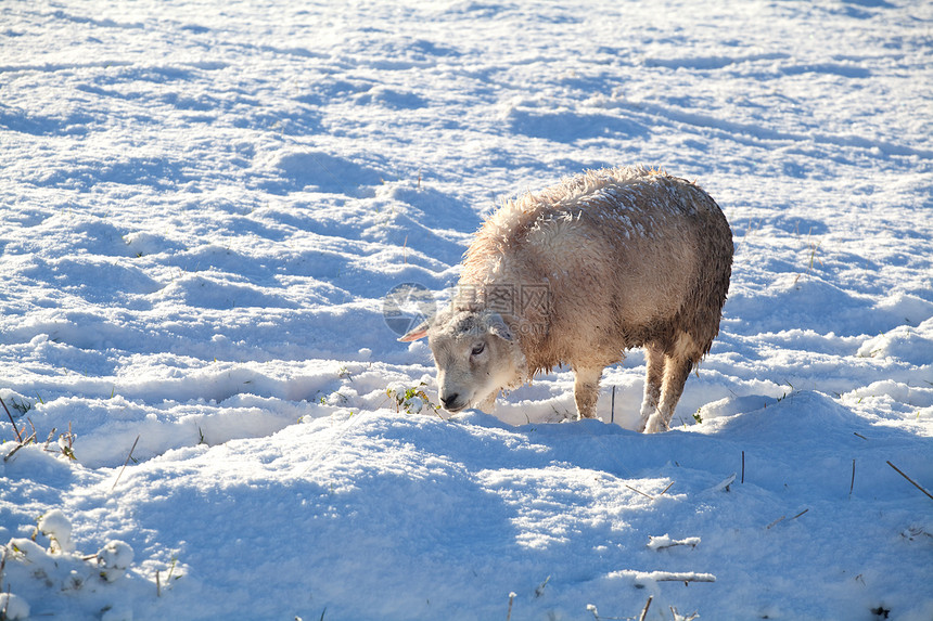 冬季牧场上的荷兰绵羊图片
