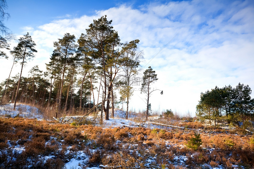 冬季的迷幻森林阳光风景白色季节季节性乡村天空植物群针叶蓝色图片