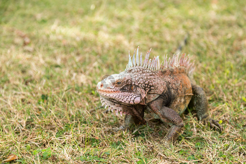 圣托马斯岛草地上的Iguana图片