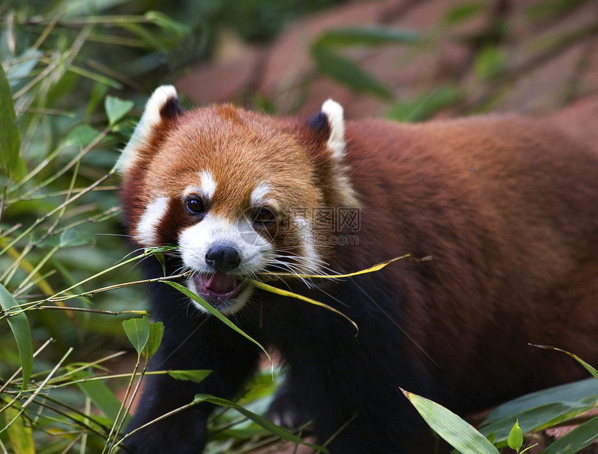 红熊猫食竹布熊猫育种中心哺乳动物大熊猫动物园荒野蓝色熊猫黄色动物野生动物竹子图片