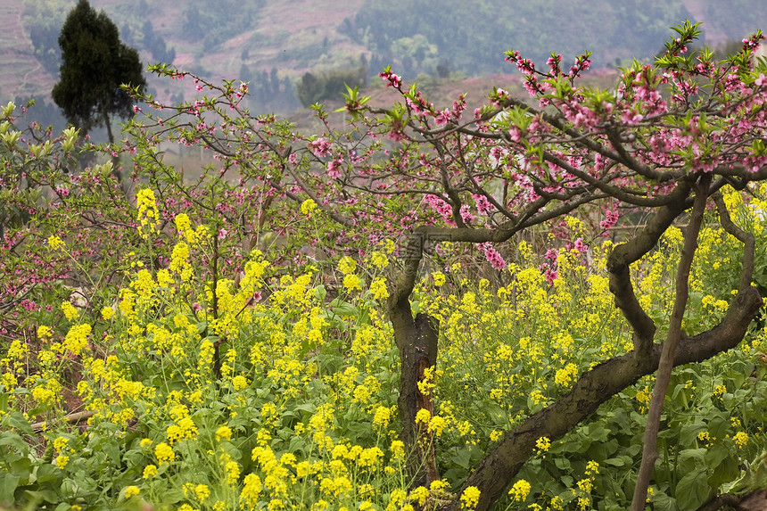 中国四川粉红桃黄瓜花花图片