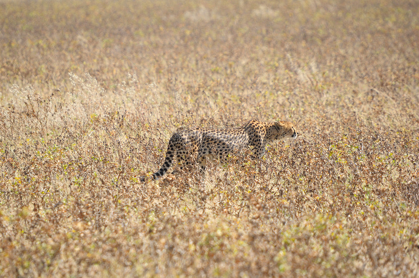 Etosha国家公园2的Cheetah图片