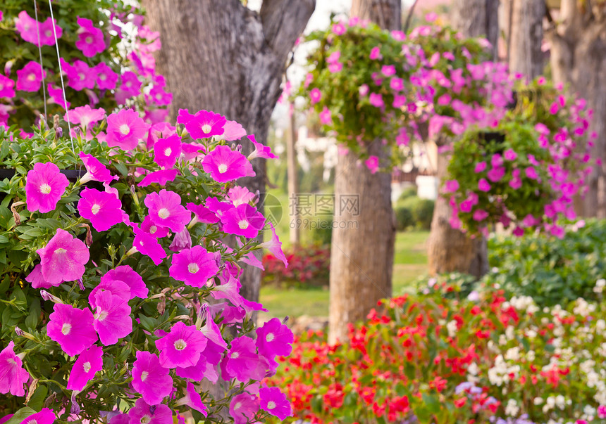 佩蒂娜花花花园裙撑绿色粉色园艺公园绿化植物园林植物群图片
