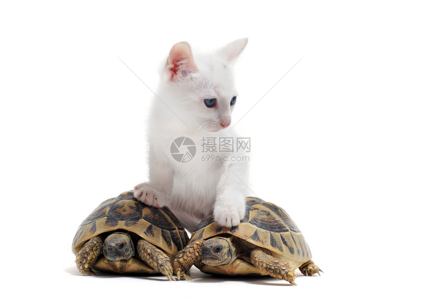 年轻的乌龟和猫图片