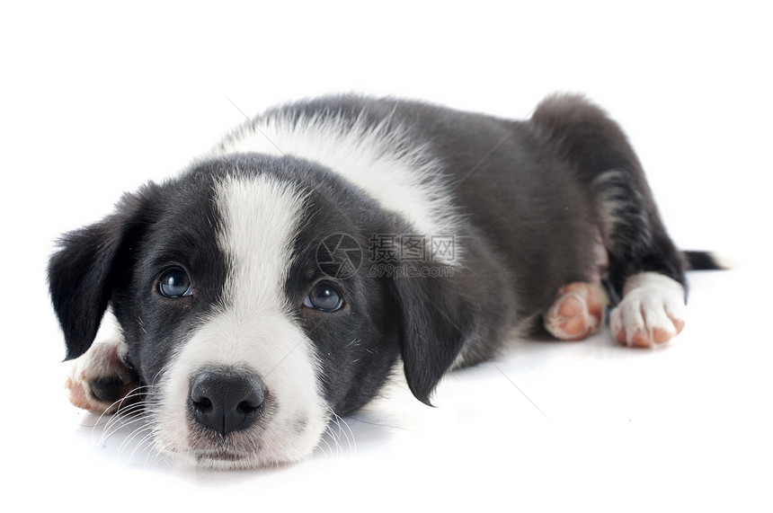 小小狗 collie牧羊犬犬类黑色小狗动物白色宠物图片