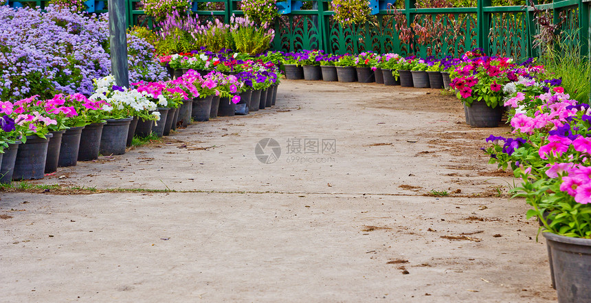 花园的通道植物植物群园林绿化公园粉色园艺绿色途径裙撑图片