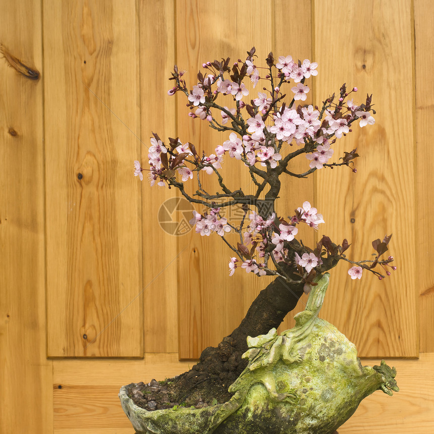 日本梅花盆图片