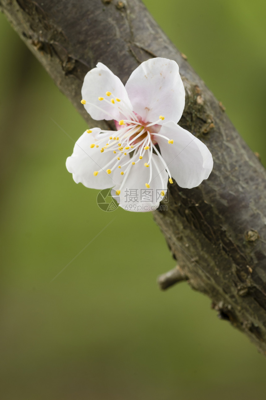 日本樱花花植物学樱花宏观花瓣季节白色花园花朵园艺植物群图片