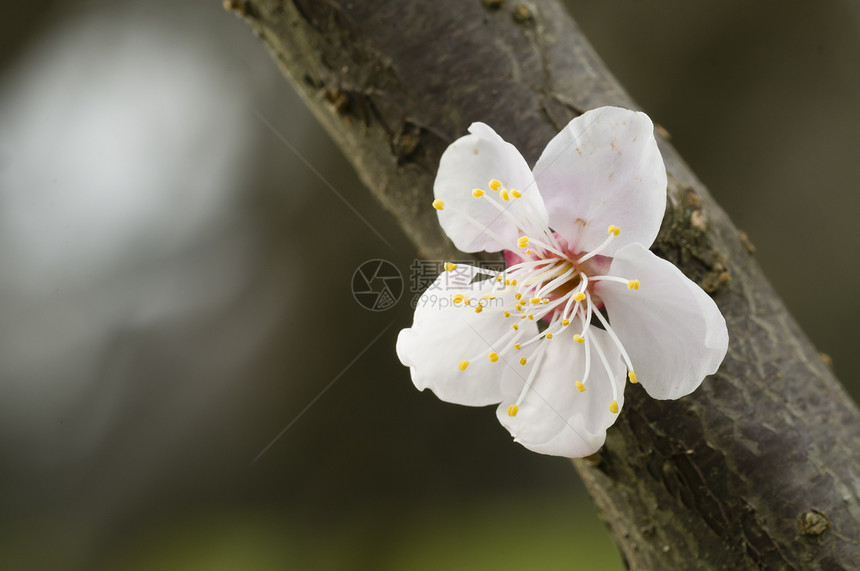 日本樱花花植物群植物学粉色植物白色花朵樱花花瓣园艺季节图片