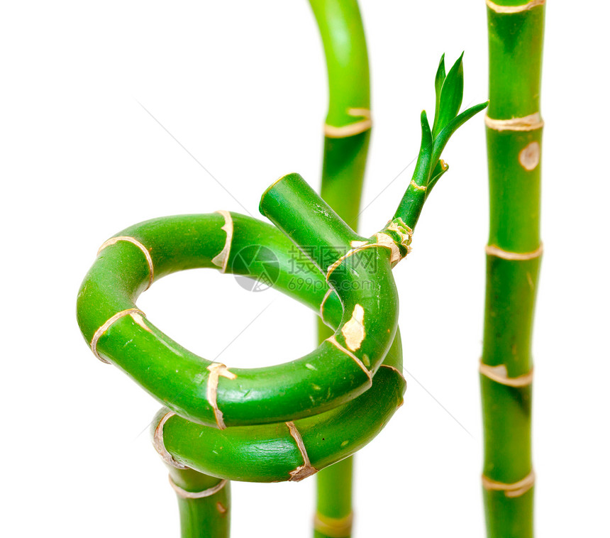 植物德拉卡埃纳桑德里亚纳生长叶子白色情调异国绿色植物群热带植物学螺旋图片
