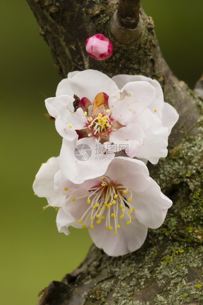 日本樱花花粉色花瓣植物学花园季节白色植物群樱花花朵宏观图片