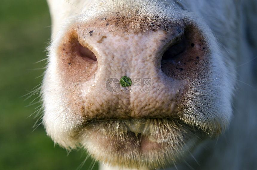 奶牛牛肉鼻孔鼻子动物哺乳动物图片