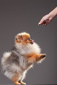 斯帕尼亚犬类饥饿的高清图片