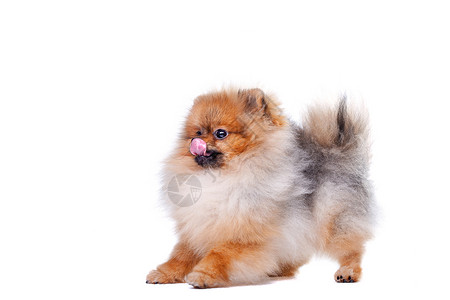 斯科莱尼亚微型博美犬高清图片