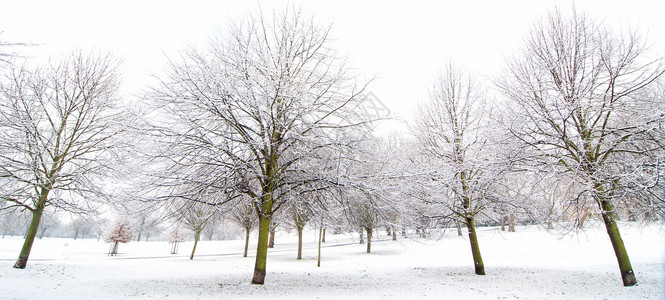 冬季树季节性季节树木天气背景图片