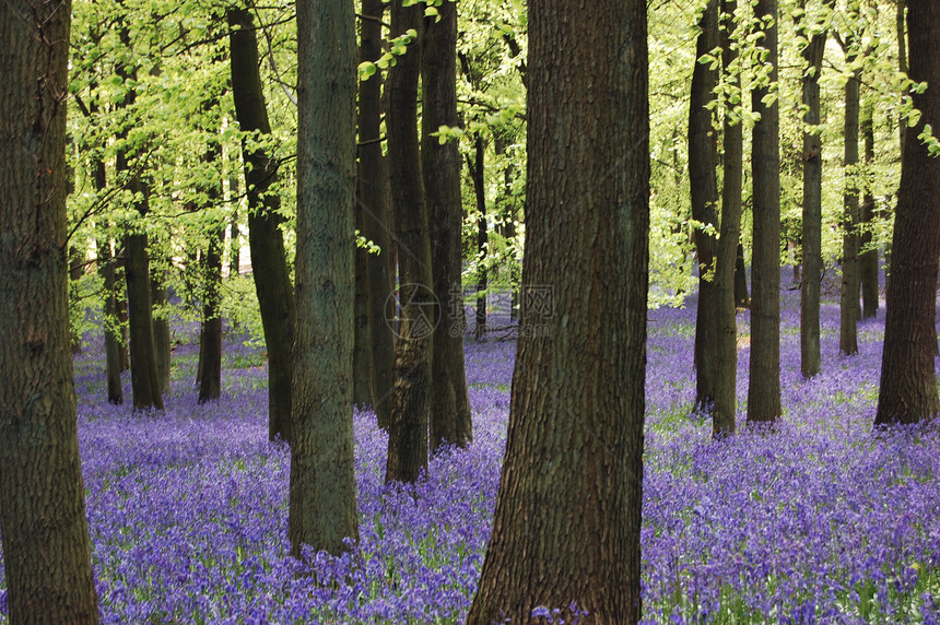 蓝铃地毯紫色乡村农村地毯风景季节绿色树干森林林地图片