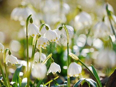 白带开花花瓣高清图片