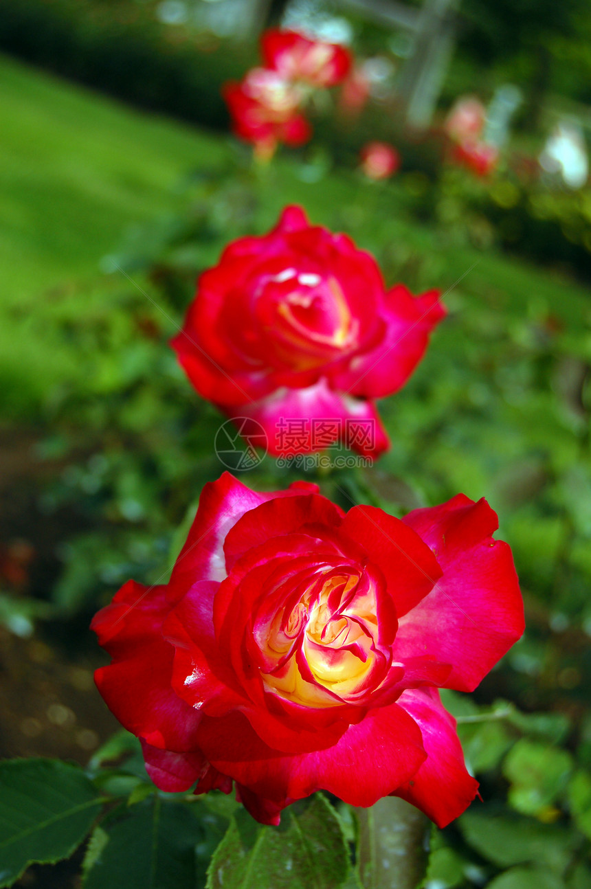 红玫瑰情调异国公园玫瑰柔软度绿色黄色花园红色紫色图片