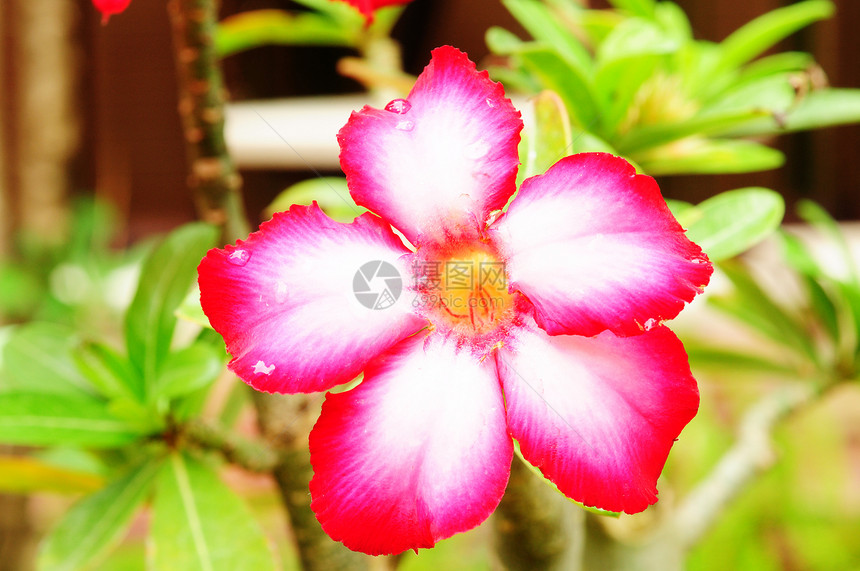沙漠玫瑰;Impala Lily;Mock Azalea图片