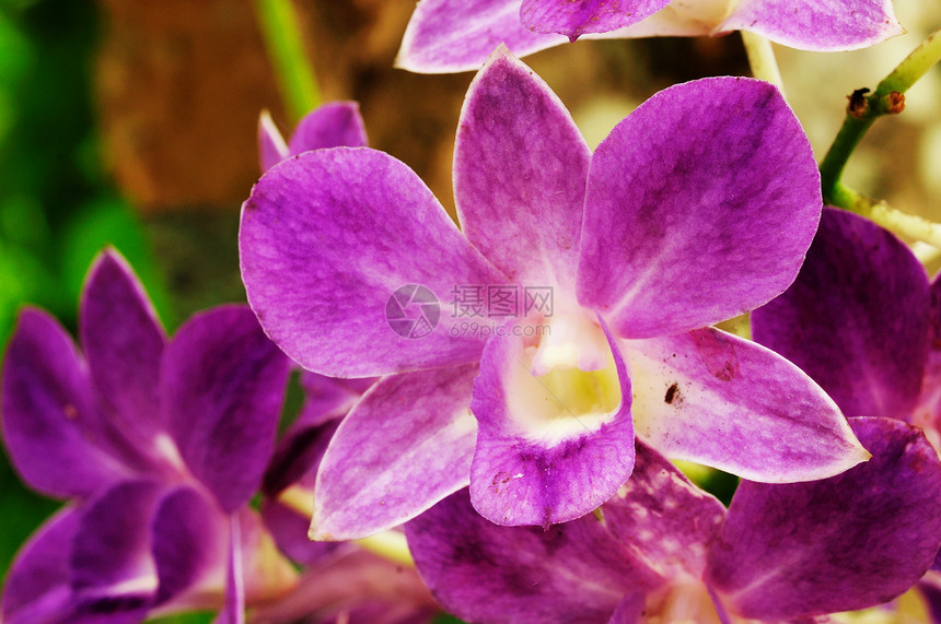 美丽的紫紫兰 万达花园情调植物植物学奢华叶子植物群花瓣兰花花束图片