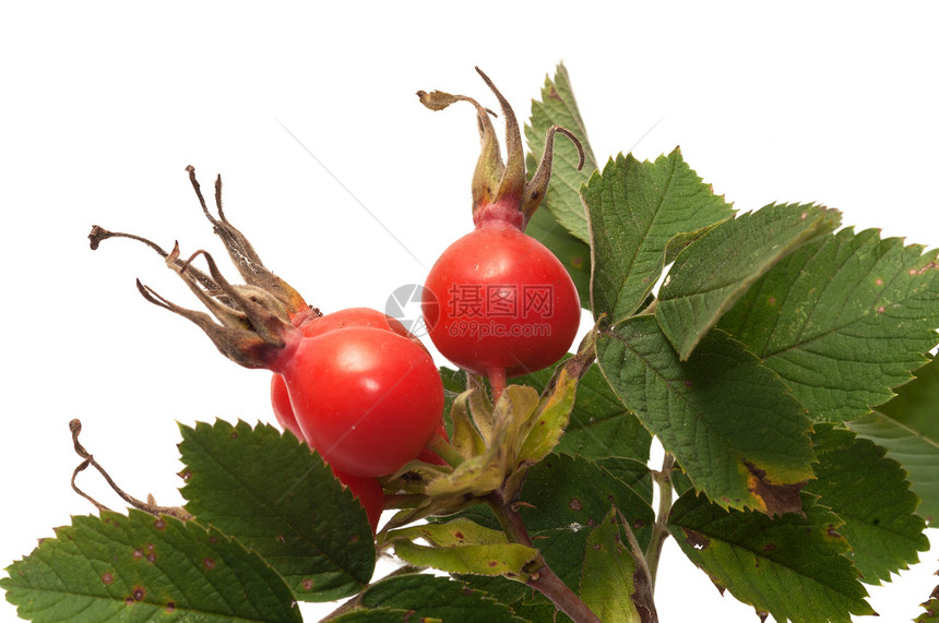 多格罗斯贝瑞里玫瑰季节浆果生长叶子植物枝条小吃收成衬套图片