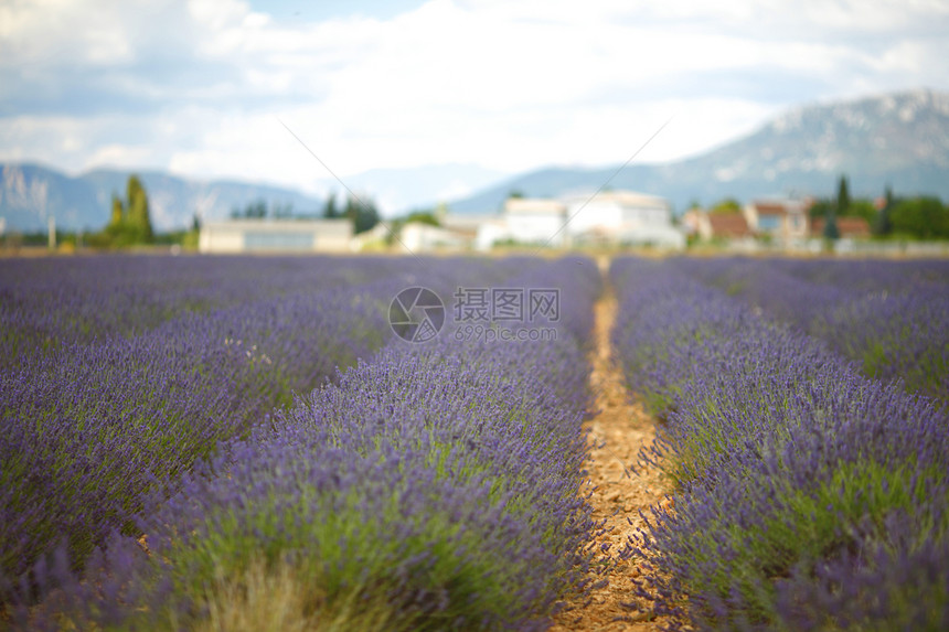 淡紫地线条天空植物芳香花朵收成疗法场地农场蓝色图片