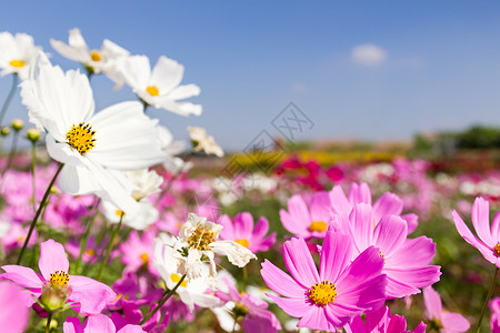 白花和粉红花天空宇宙花园场地植物群公园草地叶子农村森林背景图片