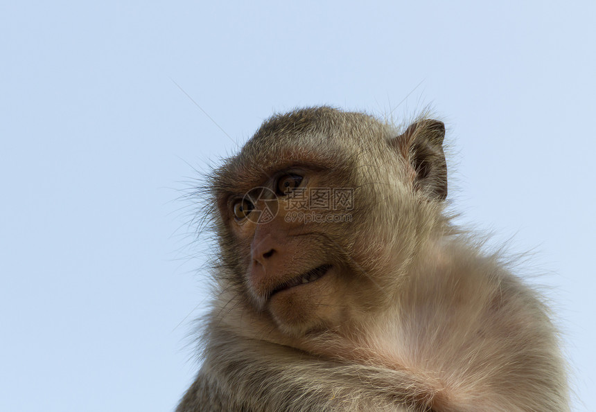 纵向猴子灵长类动物园婴儿生物公园丛林森林动物毛皮生活图片
