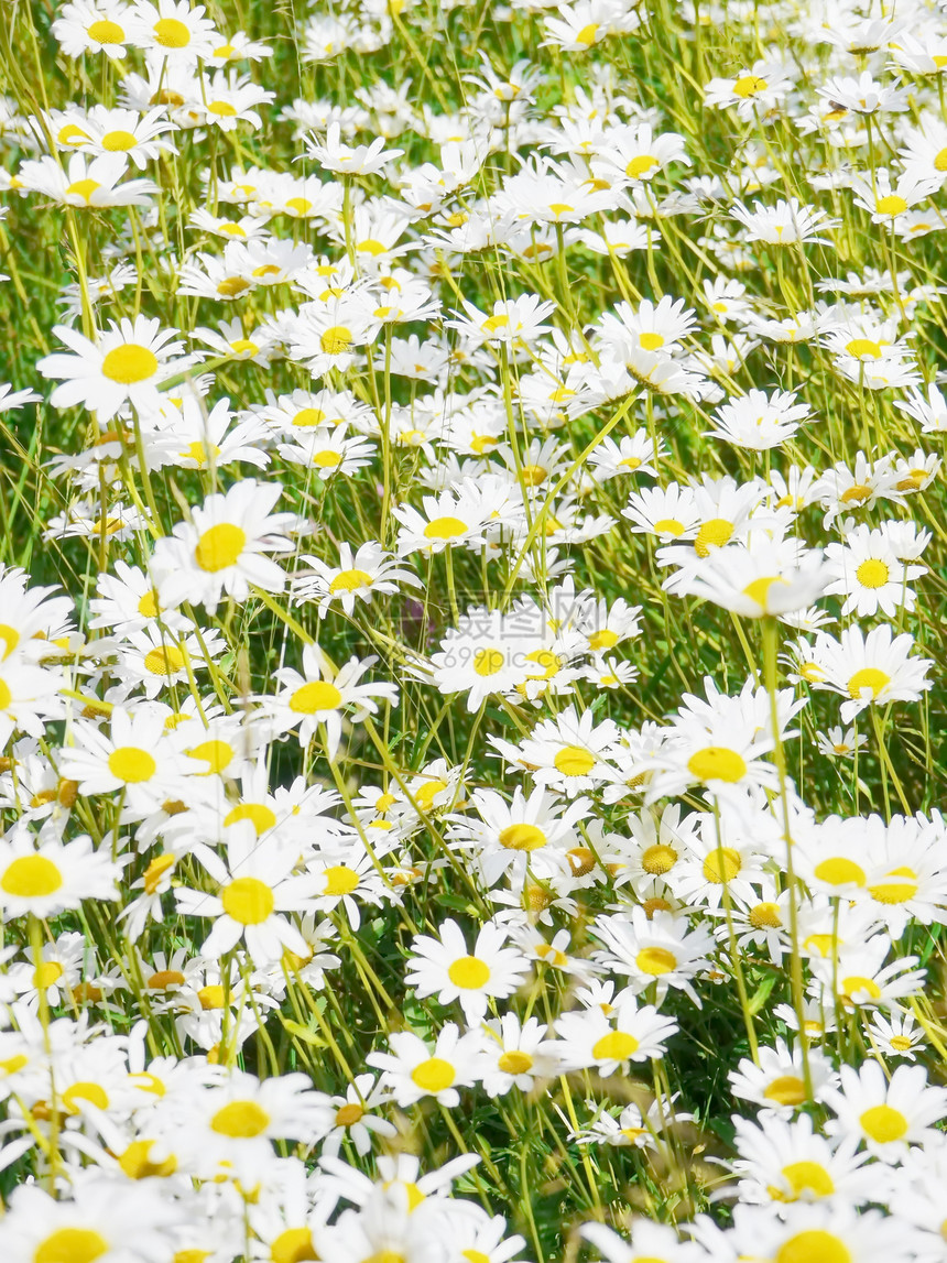 牛眼稻田场地叶子甘菊花瓣雏菊植物生长花束植物群洋甘菊图片