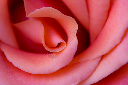 粉红玫瑰的近照背景图片