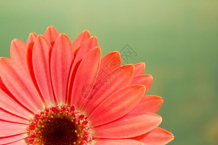 粉红色的热贝拉菊花在绿色上背景图片