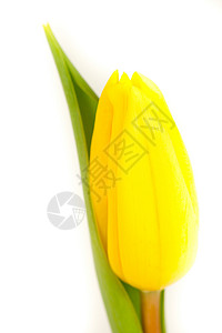 白色背景的单黄色郁金香背景图片