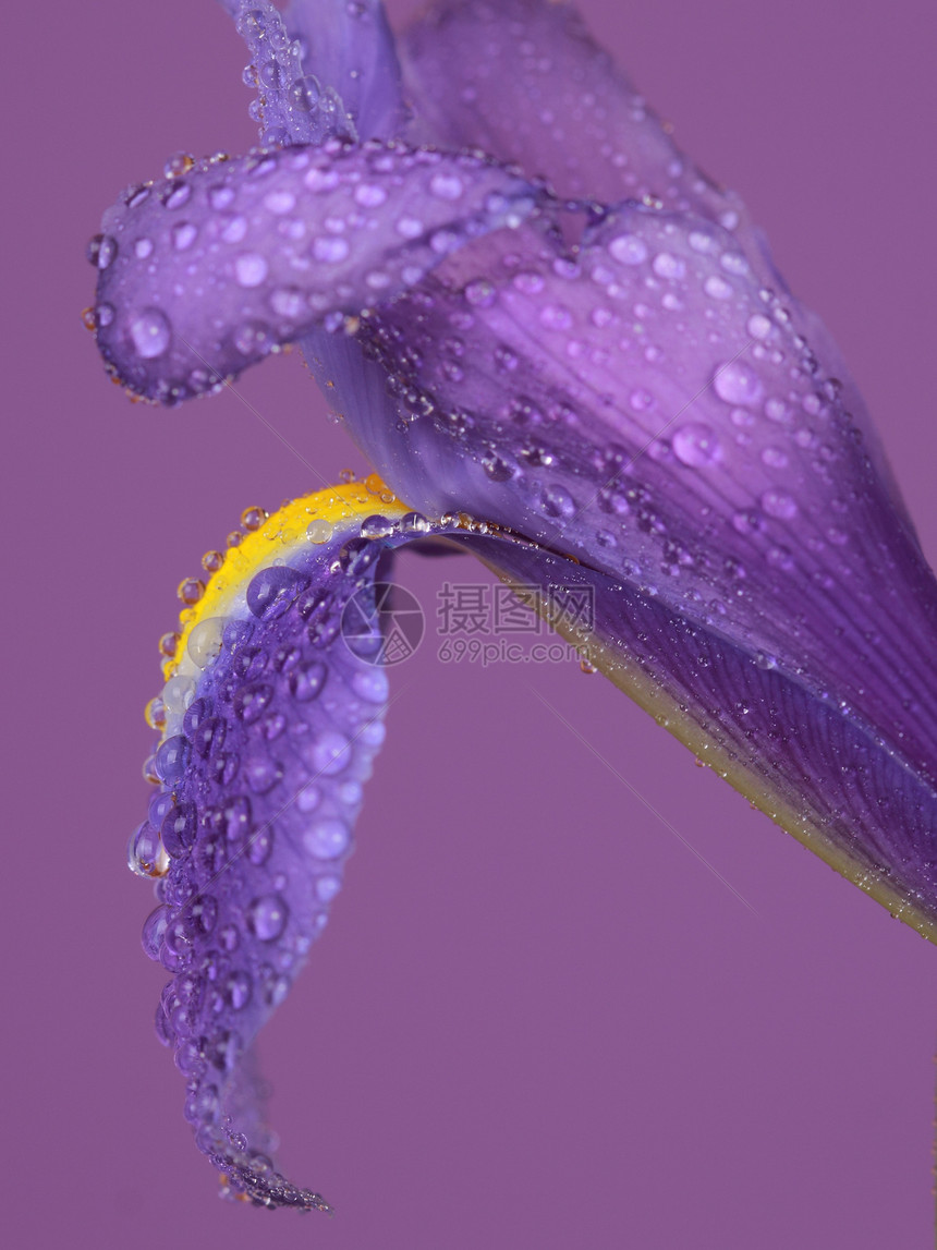 紫花朵绿色季节花园花冠花瓣植物群季节性香气宏观植物图片